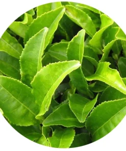 Çay