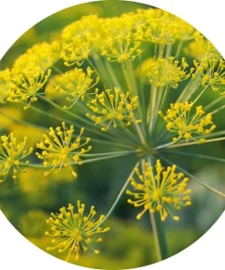 Galbanum