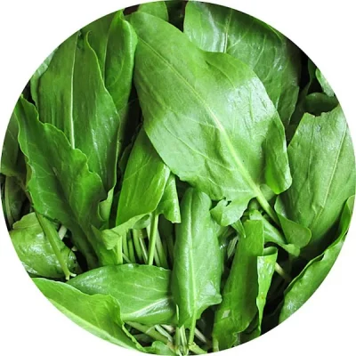 Kuzukulağı