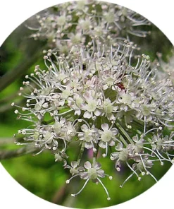 Melekotu