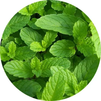 Mentol