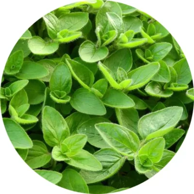 Mercanköşk