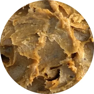 Misk kedisi