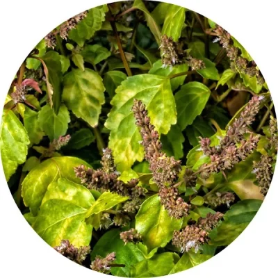 Paçuli