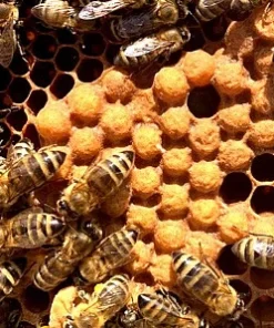 Propolis