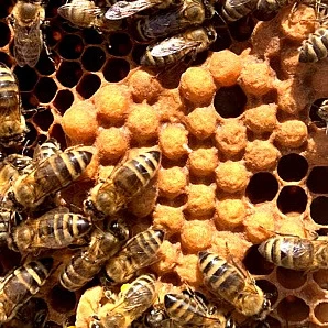 Propolis