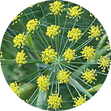 Rezene