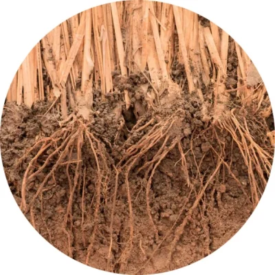 Vetiver