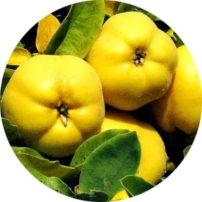 Ayva