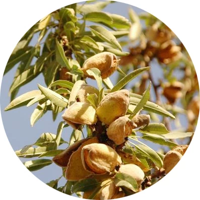 Badem ağacı