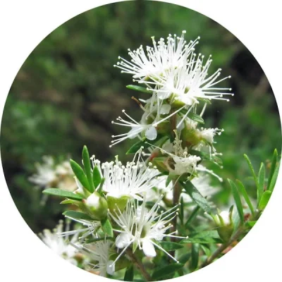 Çay ağacı (Melaleuca)