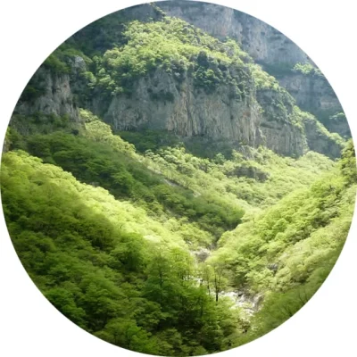 Chypre notaları