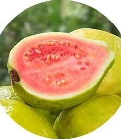 Guava