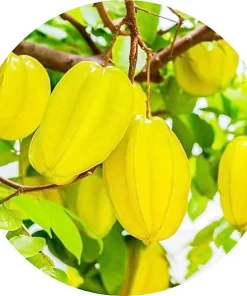 Karambola