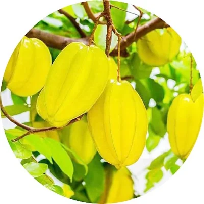 Karambola