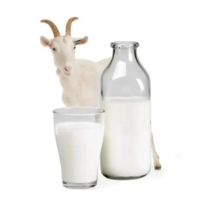 Keçi sütü