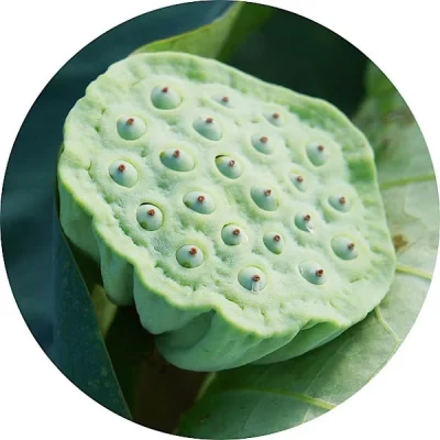 Lotus kökü