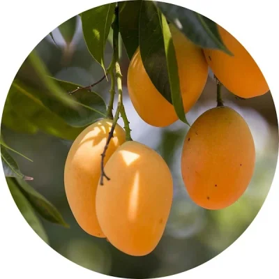 Mango ağacı