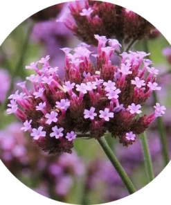 Verbena