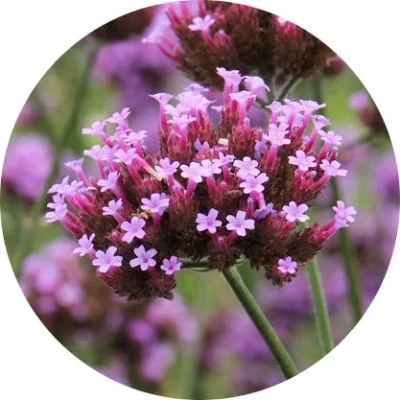 Verbena