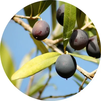 Zeytin ağacı